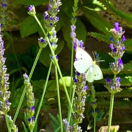 Macaronesia Spa, Sauna Y Piscina By Deihu Experiences Apartment *